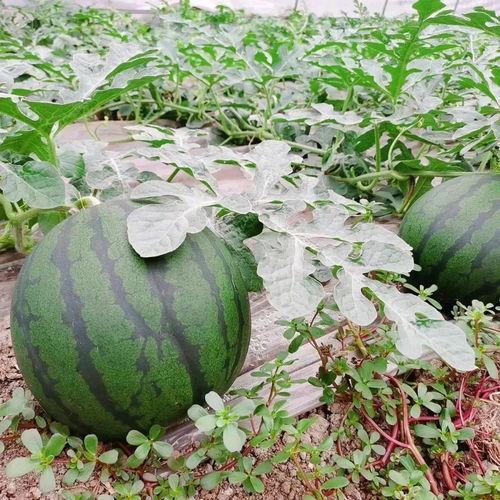 恐怖农场南瓜头 